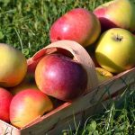 りんごの収穫時期と収穫のポイント