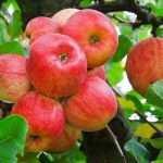 ベランダで楽しむ都市部のりんご栽培ガイド