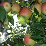 りんごの栽培を始める前に知っておきたい基本知識