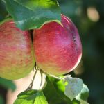 りんごの産地別特産品とお土産選びのポイント