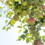 りんごの栽培がもたらす地域社会への影響