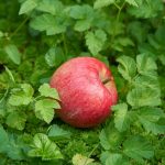 りんごの栽培と季節の移り変わりの関係性