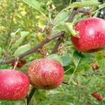 りんごの収穫後のアフターケアと保存方法