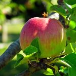 りんごの多様な品種とその違いを楽しむ