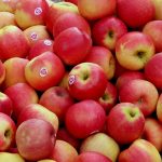 りんごの栽培で楽しむ四季折々の風景と変化