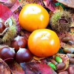 土壌と肥料：柿のための最適な環境づくり