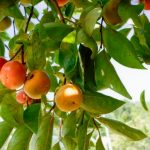 柿の種類ガイド：あなたの庭に最適な柿を選ぶ方法