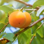 柿の剪定：健康な木を育てるためのポイント