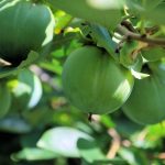 柿の害虫と病気：予防と対処法のプロアドバイス