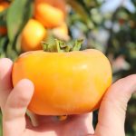 柿の種類別栄養比較：甘柿と渋柿の違いを知る